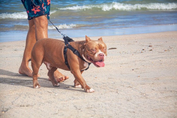 Que atitude tomar quando encontrar um cachorro violento passeando sem coleira?