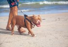 Que atitude tomar quando encontrar um cachorro violento passeando sem coleira?