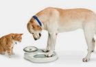 Obesidade em Pets Brasileiros atinge níveis preocupantes