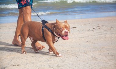 Que atitude tomar quando encontrar um cachorro violento passeando sem coleira?