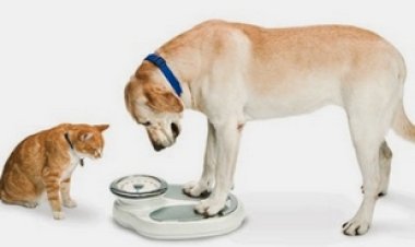 Obesidade em Pets Brasileiros atinge níveis preocupantes