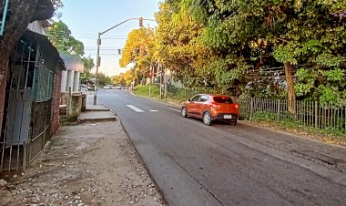 No Recife: População clama por poda em árvores nos bairros de Sítio dos Pintos e Dois Irmãos