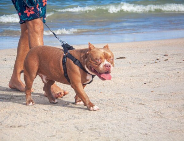 Que atitude tomar quando encontrar um cachorro violento passeando sem coleira?